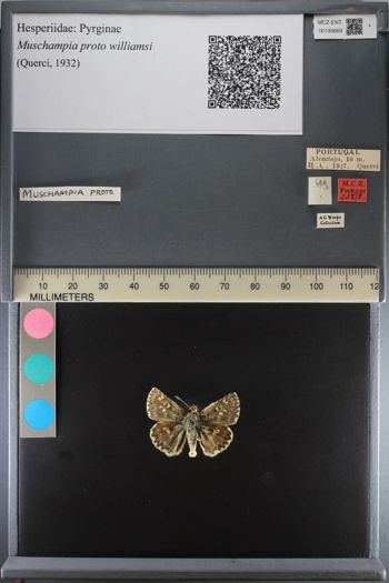 Media type: image;   Entomology 195669